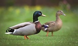 Two ducks side by side on green grass: one male and one female.