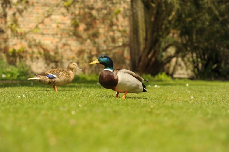 Two ducks on a lawn