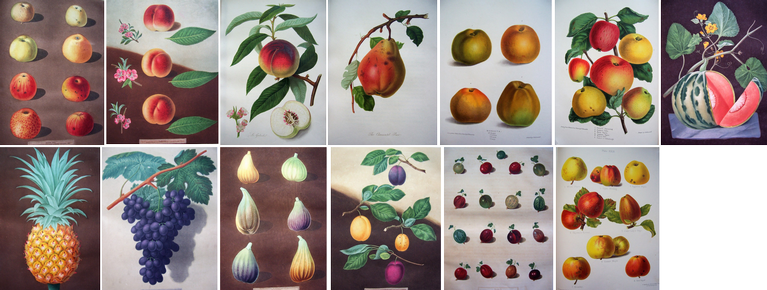 Image for the news item 'Hand-coloured books celebrating fruit in 19th Century Britain ' on 21 Oct 2021