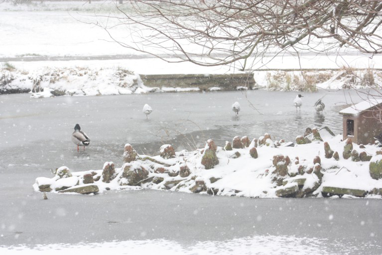 A group of ducks on the Paddock pond, which is frozen and covered in snow.