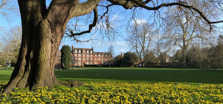 A view of a large lawn with a tree without leaves & a carpet of little yellow flowers, with a large red-brick building in the background.