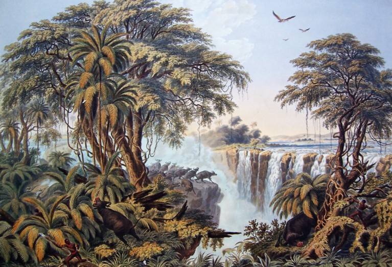 A coloured drawing of a small waterfall with huge trees around it, and foliage and birds