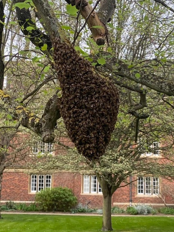 A bee swarm in a tree