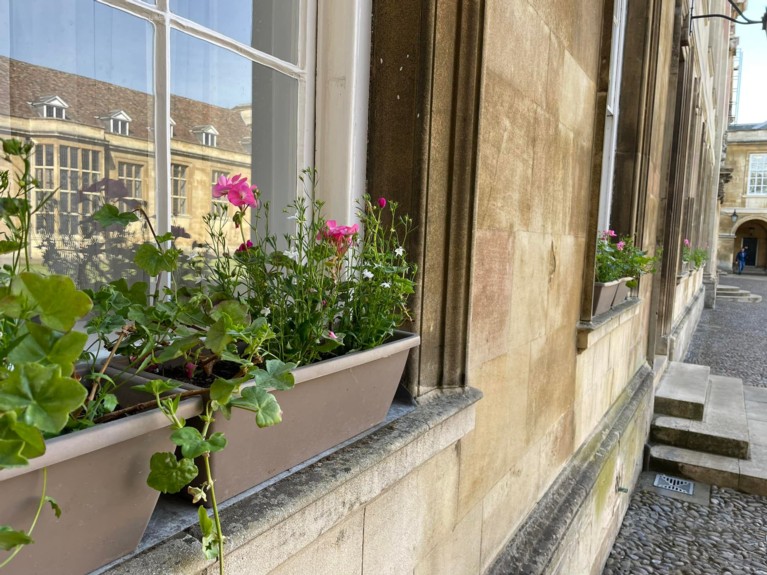 Windowboxes with green and pink plants, on white-paned plate glass windows, and stone walls