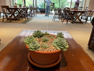 A potted succulent plant on a brown table, in a room with panoramic windows looking onto trees