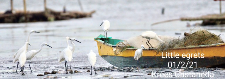 A group of little egrets–white long-legged birds with black beaks–fishing in a river, from a yellow boat