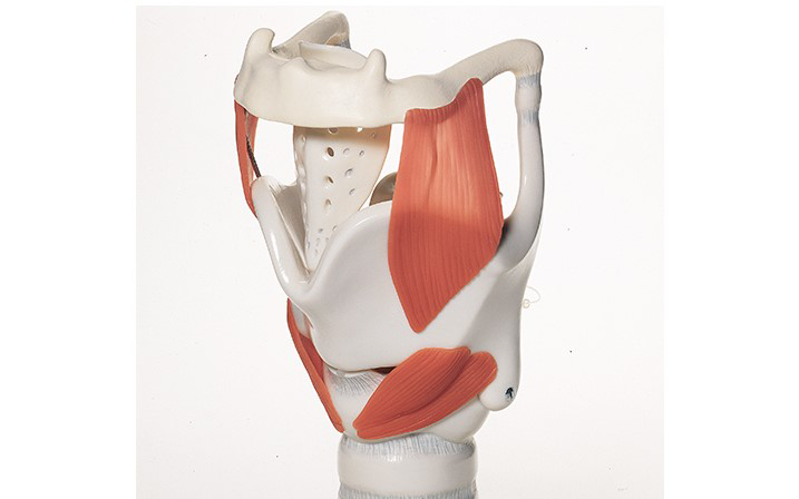 A three-dimensional model of a larynx