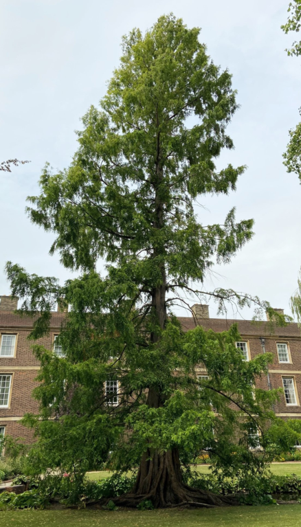 A tall tree in leaf by a pond, with a red brick building in the background.