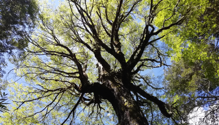 A view from below of a tree in leaf, with blue sky behind.