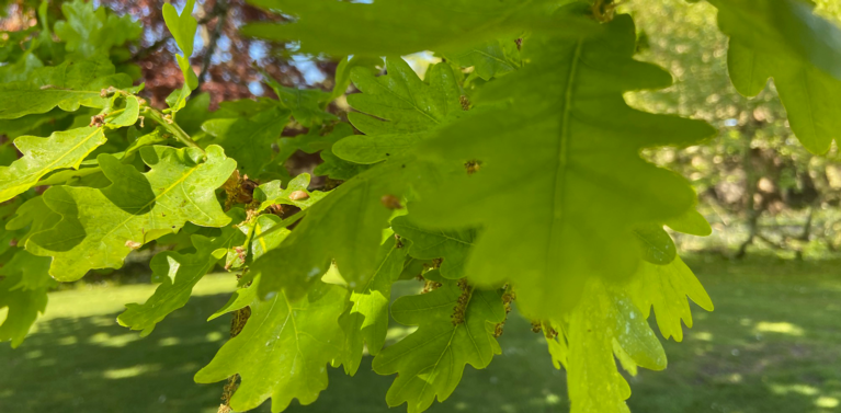 Oak leaves on a tree, in full sun.