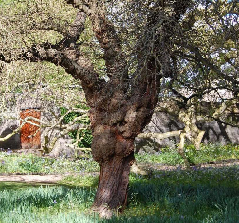 A large tree with a gnarled trunk, with a wall and small gate behind