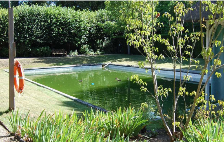 A swimming pool with green algae—infested water, surrounded by trees and a tiled surround