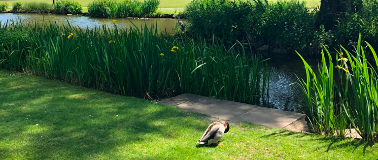 A pond in sunlight with trees in full leaf & a duck in the foreground